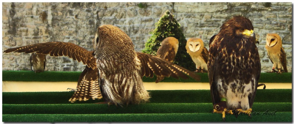 Les habitants de la&nbsp;nuit