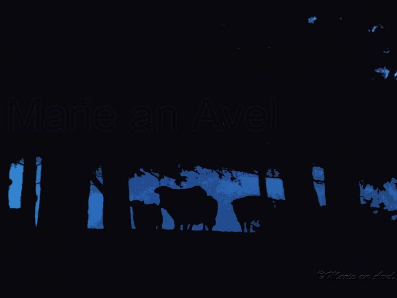 Tu ne feras pas souffrir les&nbsp;animaux