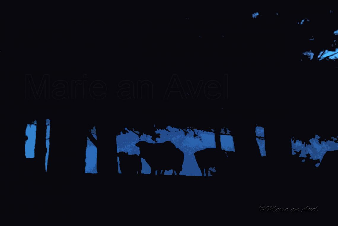 Tu ne feras pas souffrir les&nbsp;animaux