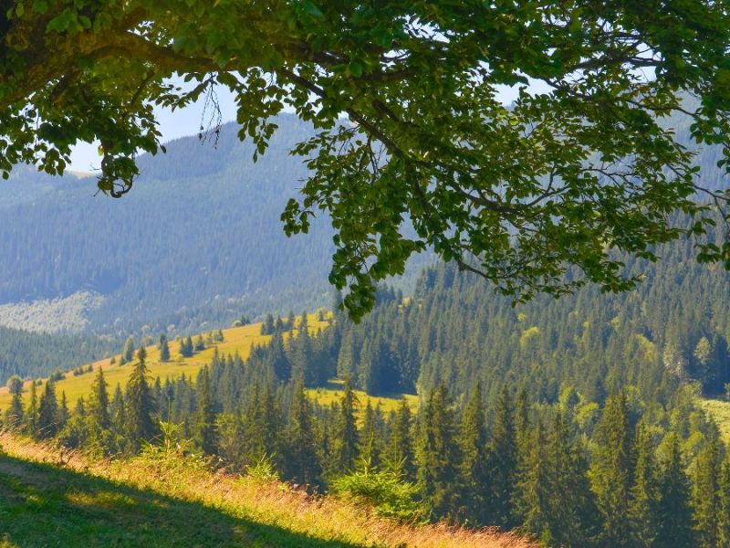 Respect de l&rsquo;arbre