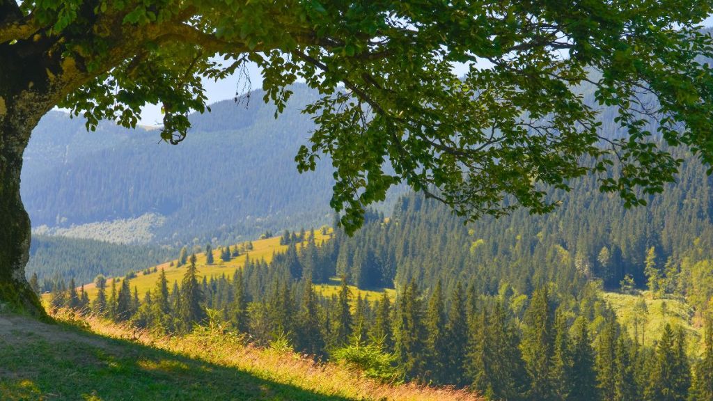 Respect de l&rsquo;arbre