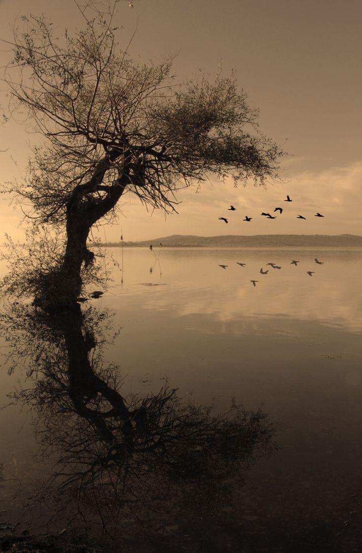 Des racines et des ailes