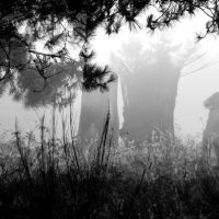 Une promenade sur l&rsquo;île&nbsp;?