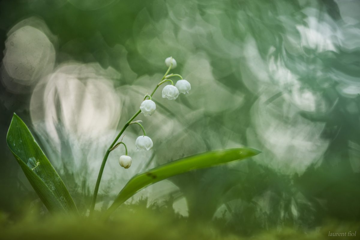 Cloches naïves du muguet !
