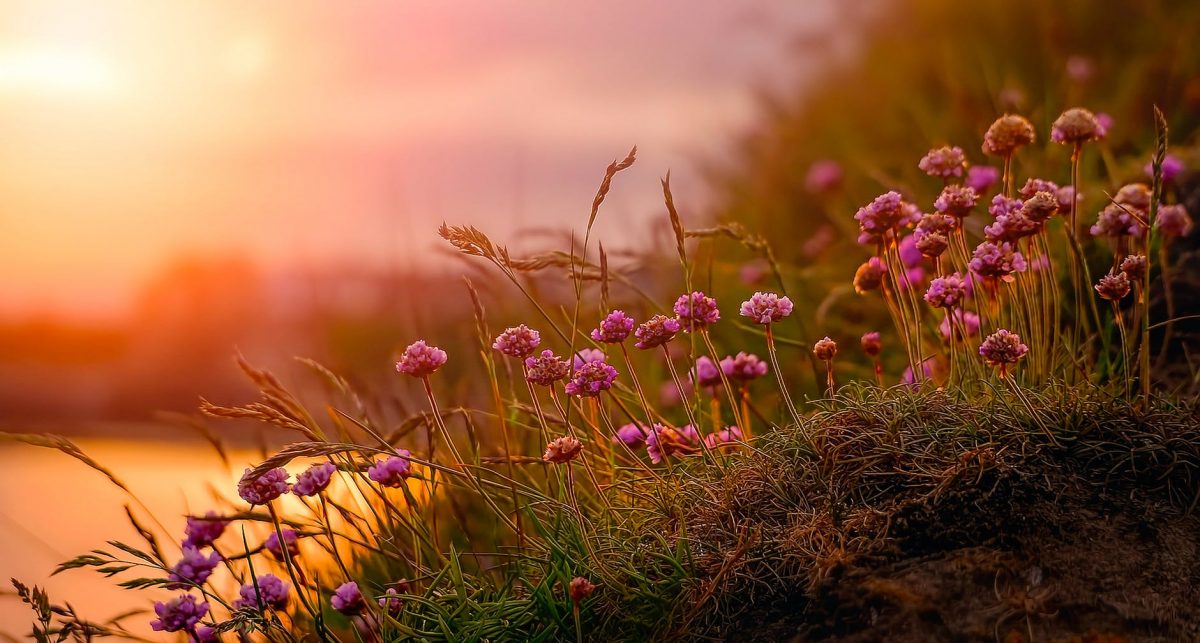Printemps de Bretagne