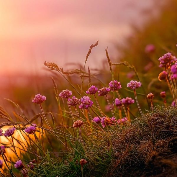 Printemps de Bretagne