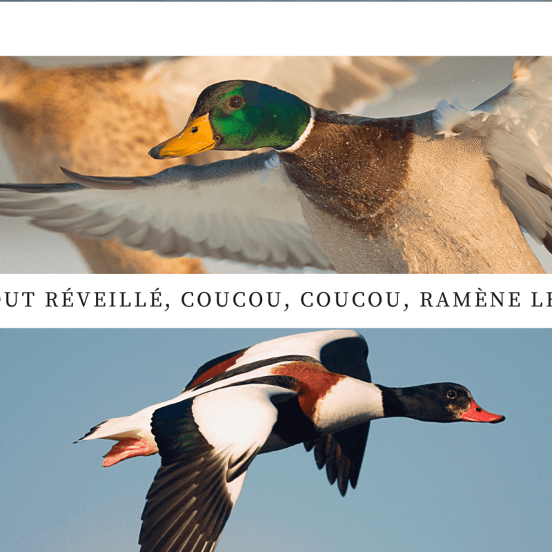 Cancanant, trompetant, ils surgissent sur&nbsp;l&rsquo;île