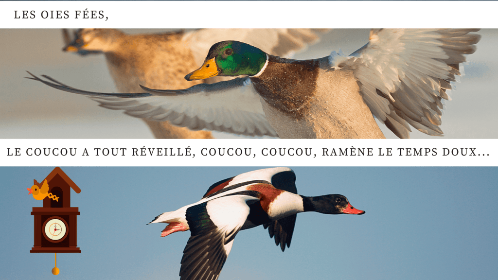 Cancanant, trompetant, ils surgissent sur&nbsp;l&rsquo;île