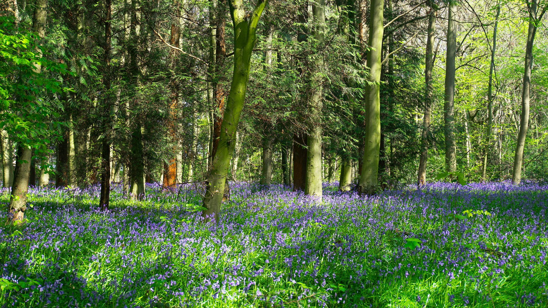 Avez-vous vu la jacinthe des bois ?