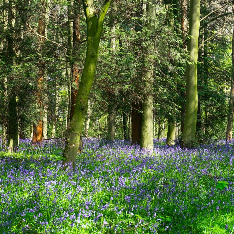 Avez-vous vu la jacinthe des bois&nbsp;?