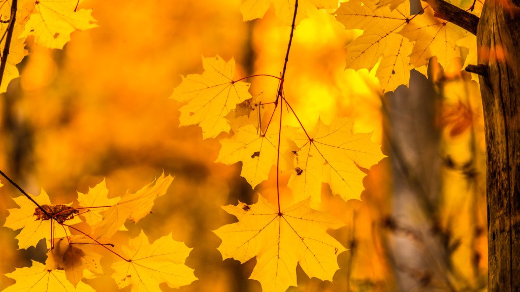 Dans le parc aux lointains voilés de&nbsp;brume