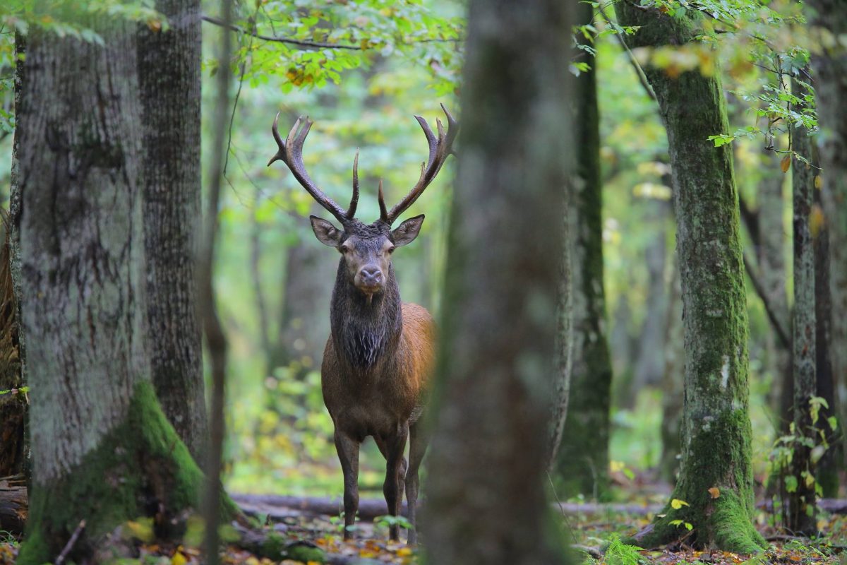 L’hymne à la forêt