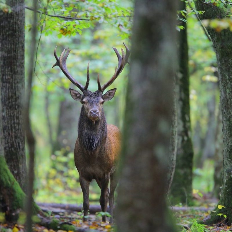 L’hymne à la&nbsp;forêt