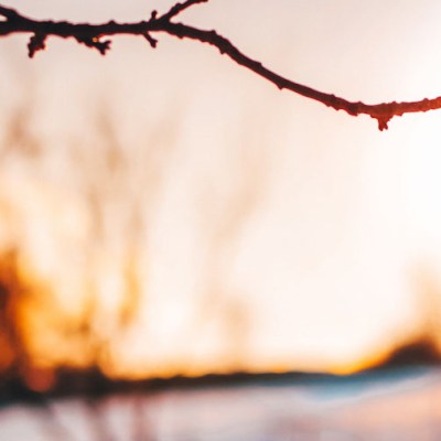 L&rsquo;étincelle d&rsquo;un bourgeon